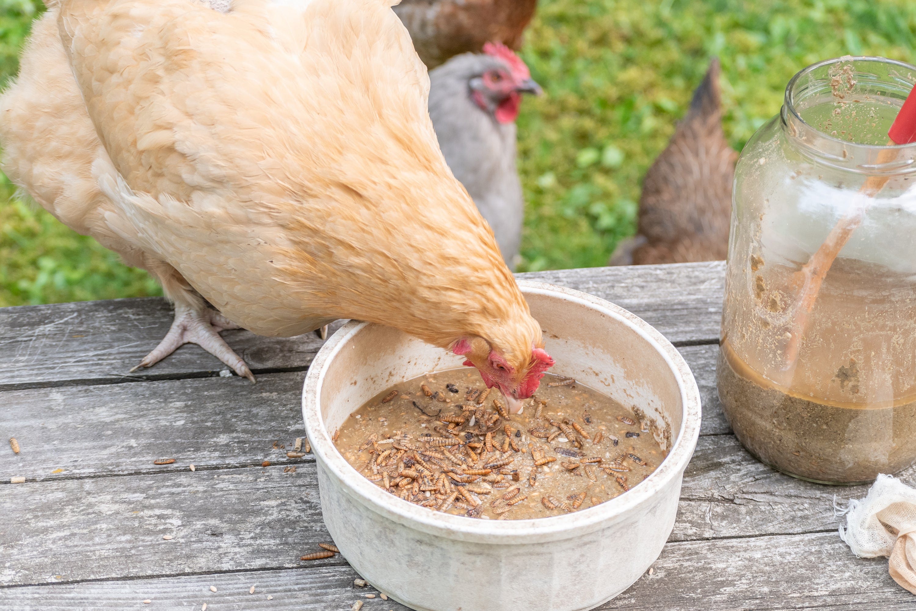 A photograph of backyard hens gathered around a shallow rubber pan, pecking at clumpy fermented feed in an outdoor run