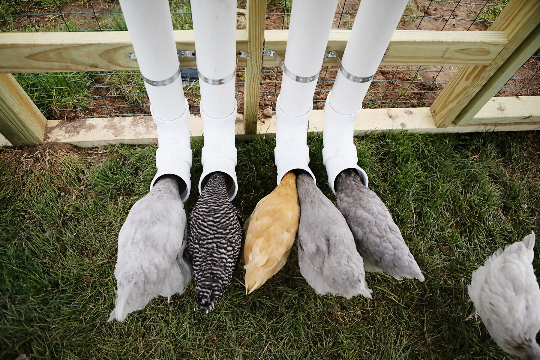 A plastic bucket chicken feeder fitted with two circular feeder ports, mounted at chicken chest height inside a covered run