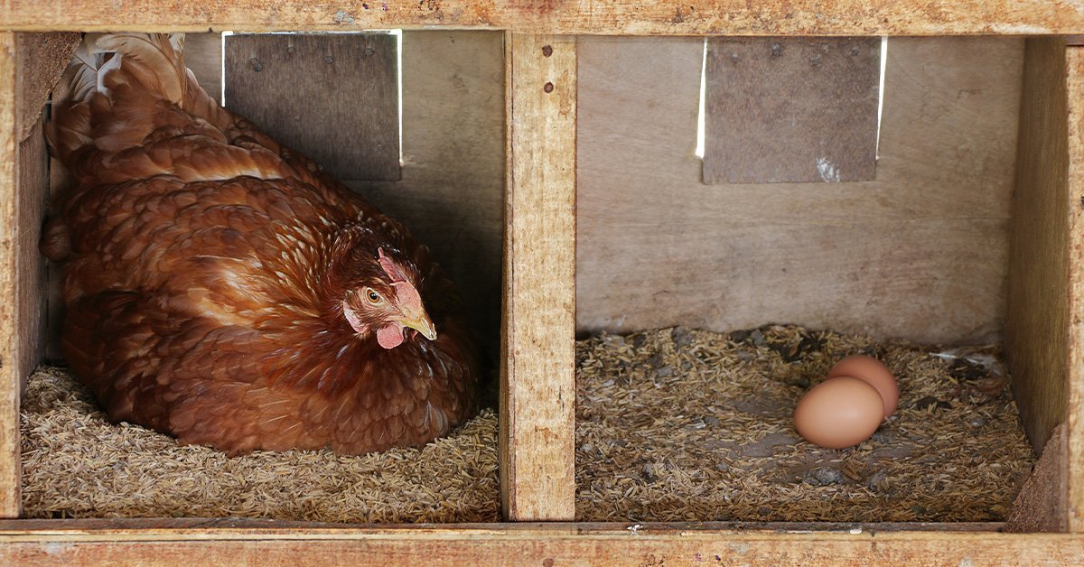 How to Break a Broody Hen Safely
