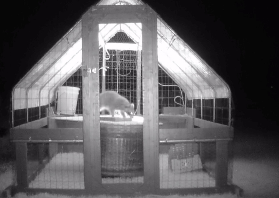 A raccoon walking near the base of a backyard chicken coop at night, lit by a porch light