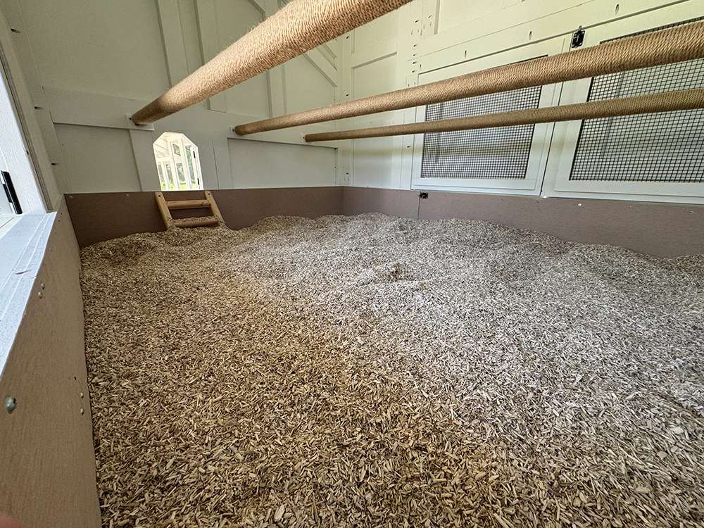 A real chicken coop floor with a thick layer of clean pine shavings built up for winter bedding, with a wooden roost visible above