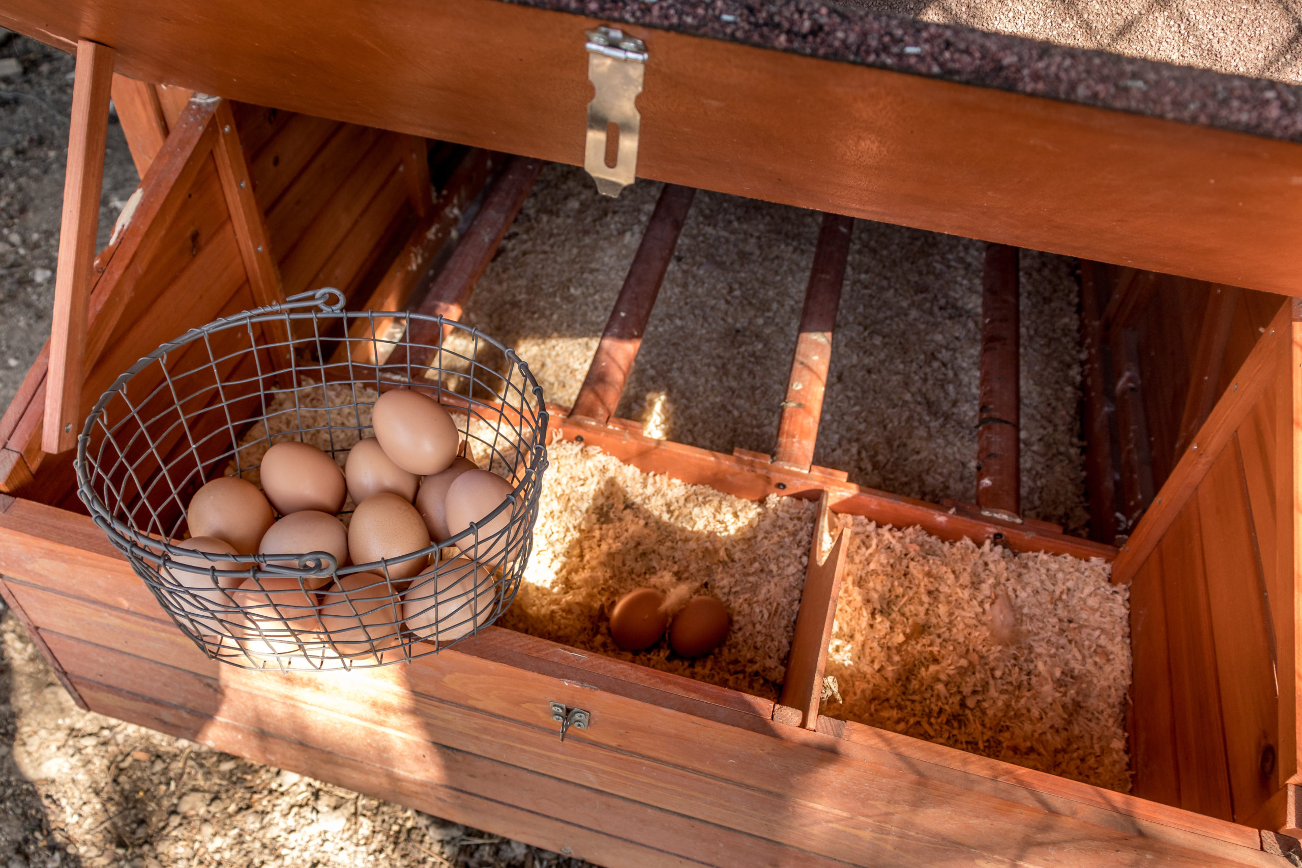 A row of wooden nesting boxes inside a backyard chicken coop with clean straw bedding and one hen standing at the entrance