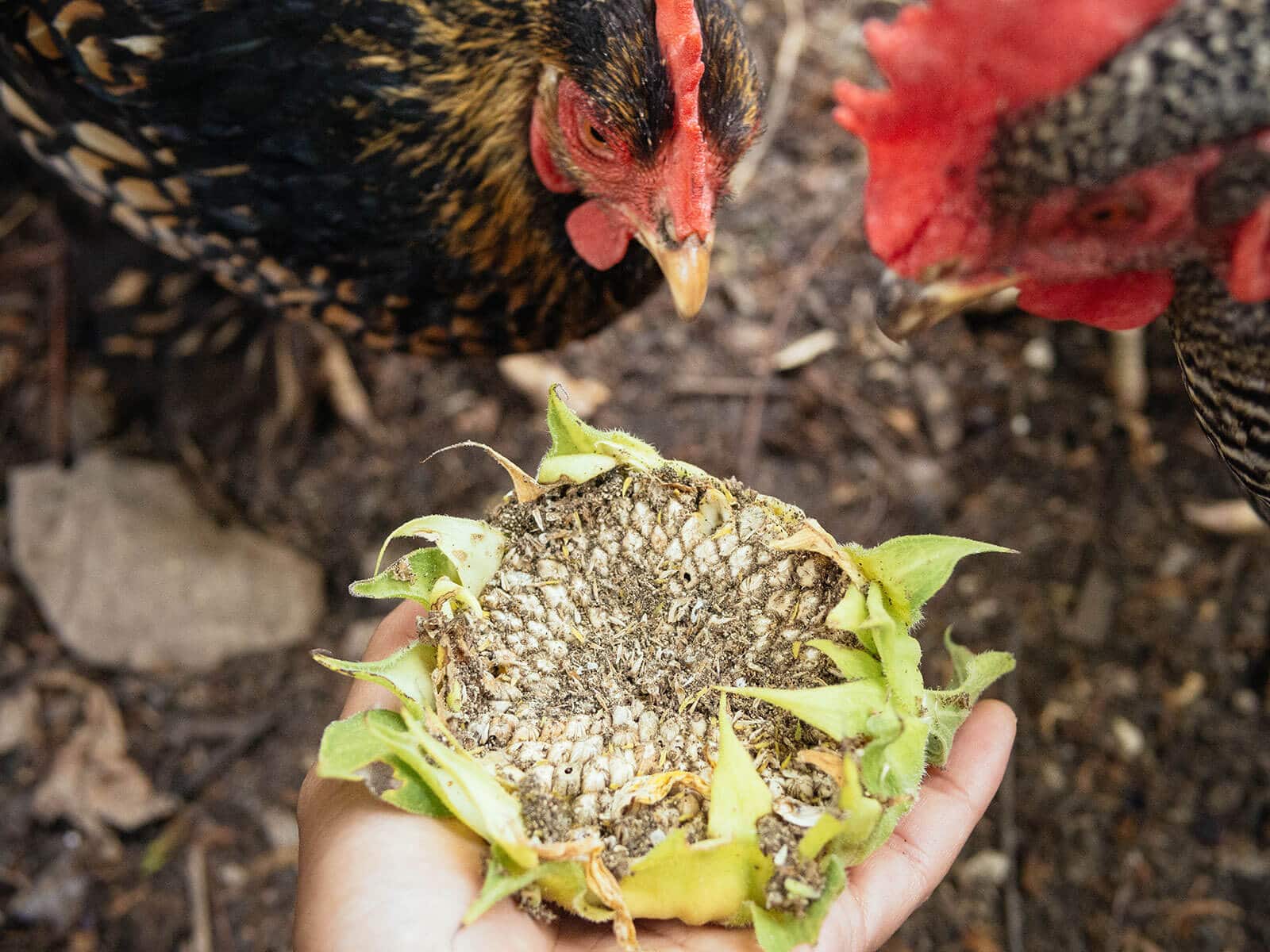A scoop of black oil sunflower seeds being sprinkled onto leaf-strewn ground in a backyard chicken run