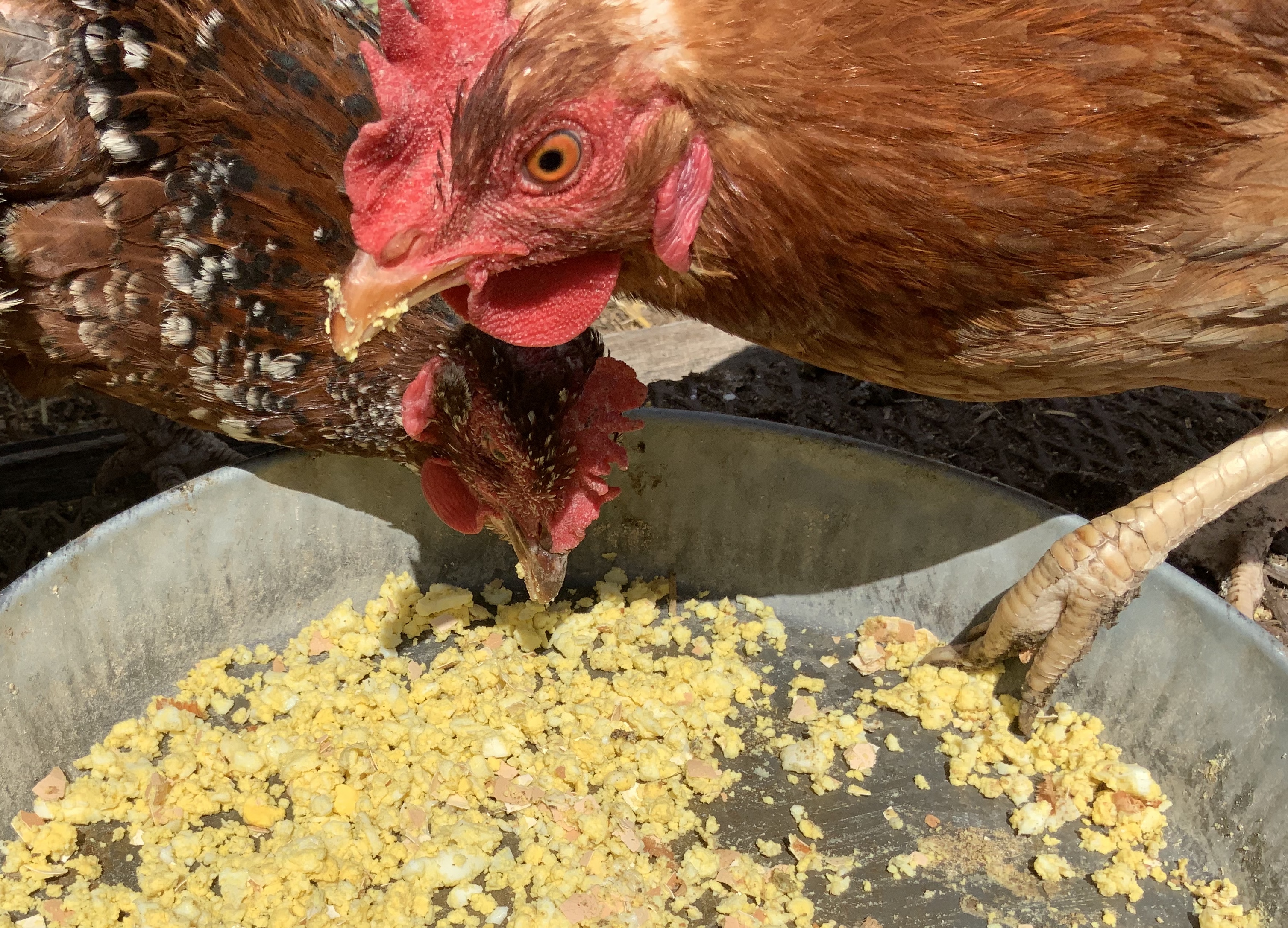 A shallow bowl of plain scrambled eggs cooling on an outdoor table beside a backyard chicken run
