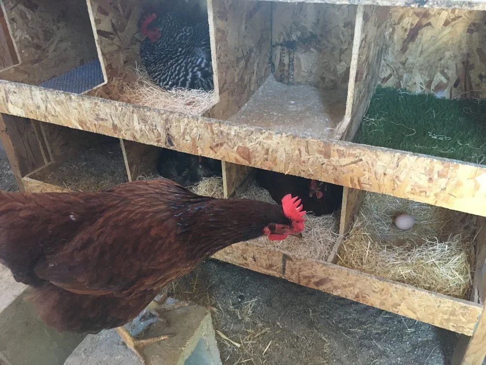 A single wooden chicken nesting box filled with clean pine shavings, with a shallow hollow formed in the center for laying