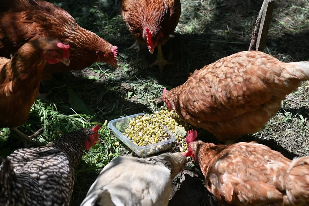 Winter Chicken Nutrition