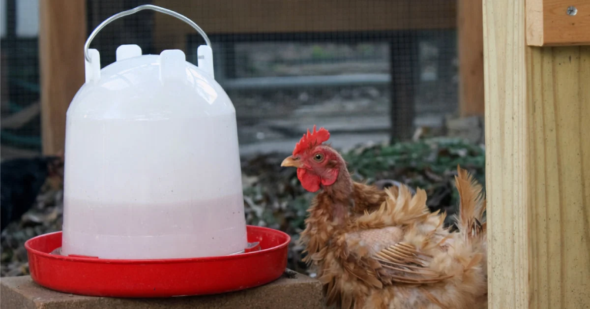 Natural Water Supplements for Chickens