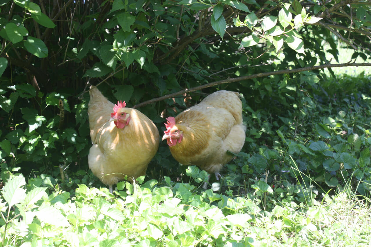 A small backyard flock sprinting toward dense bushes for cover on a sunny day, showing how chickens use shrubs to hide quickly