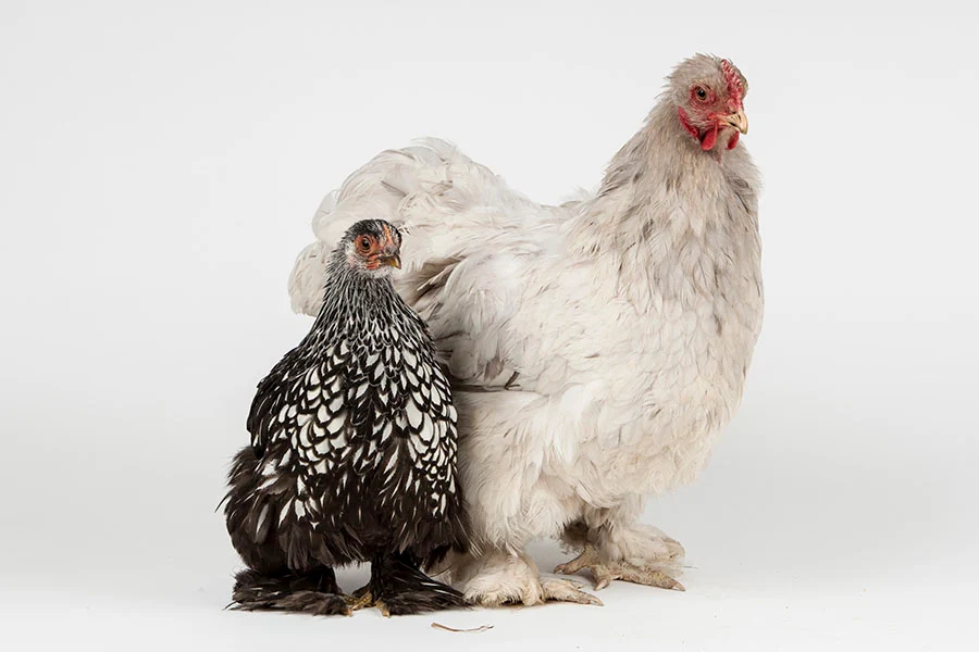 A small bantam hen standing near a larger standard-sized hen in a backyard run, both calmly foraging