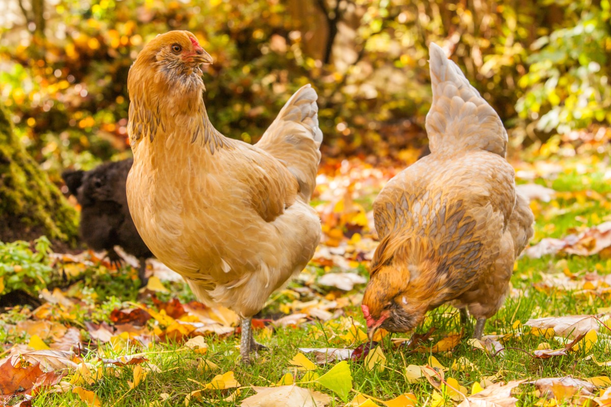 A small group of hens pecking through orange and brown fallen leaves under a tree in a backyard.