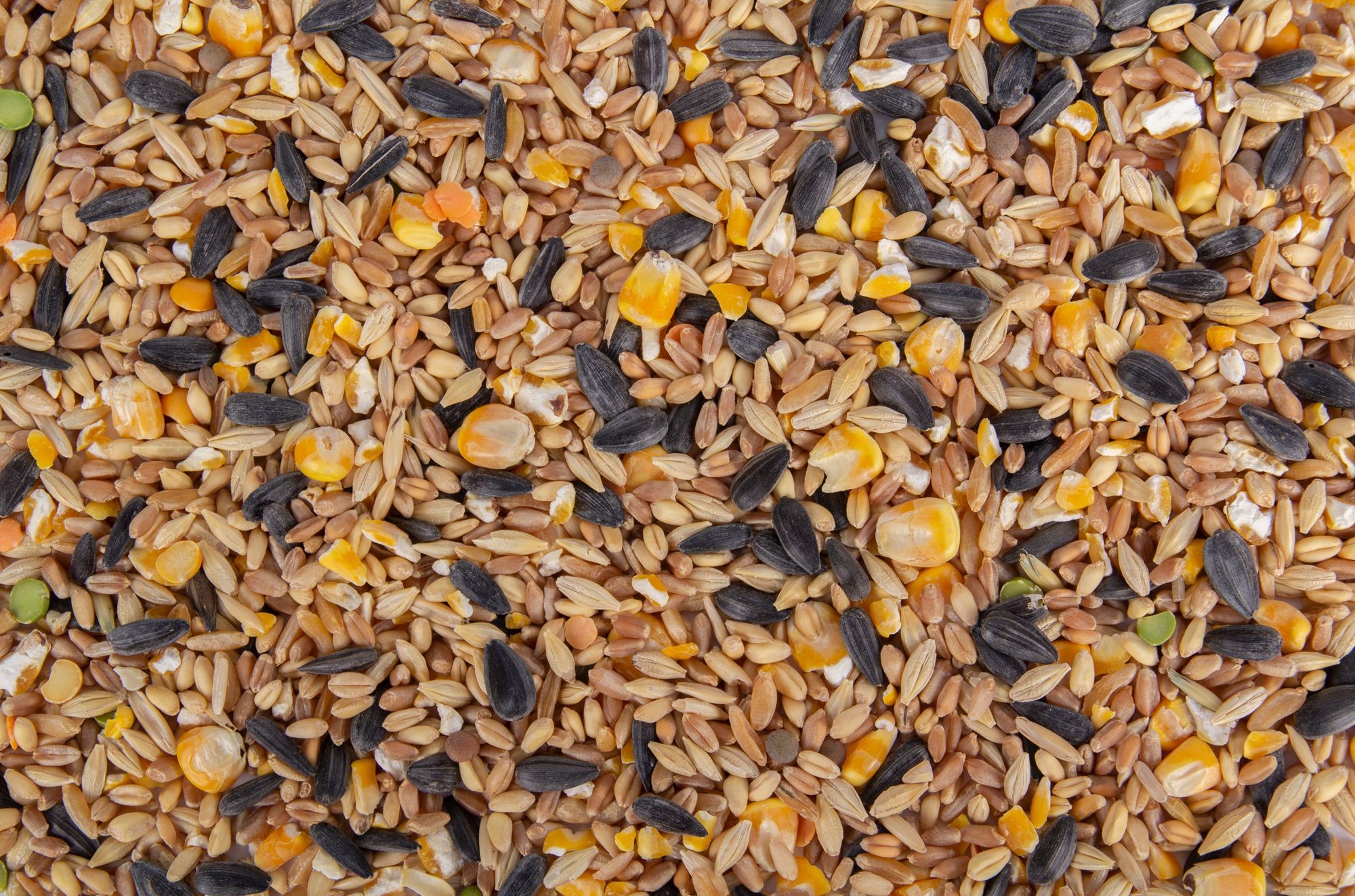 The Scratch Grain Myth