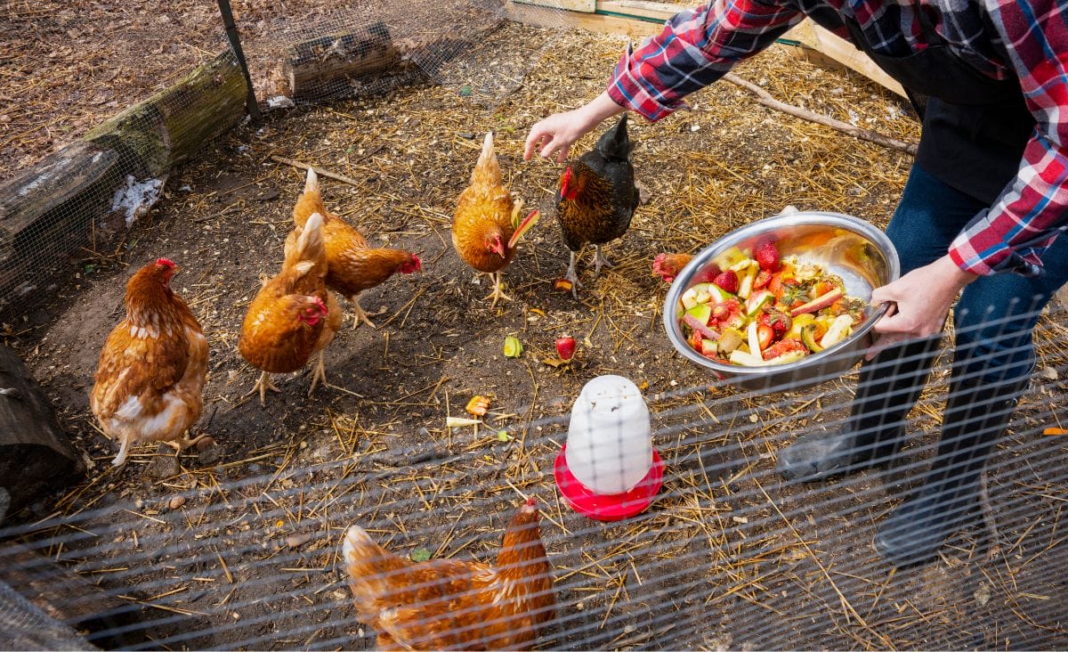 15 Toxic Foods You Should Never Feed Backyard Chickens