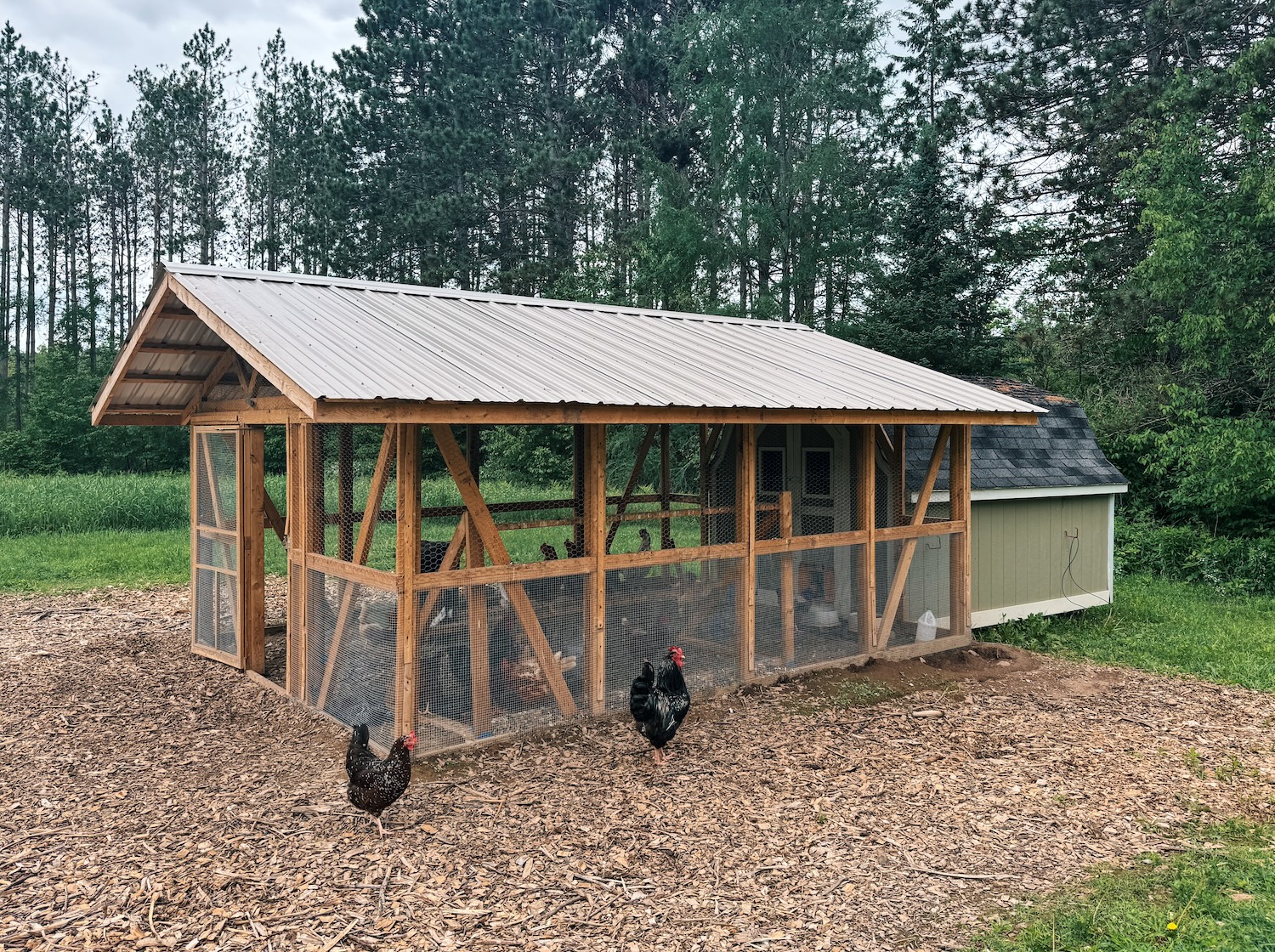 A small mixed flock of backyard chickens scratching in a sunny dirt run beside a predator-proof coop.