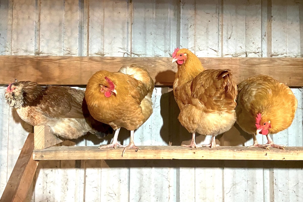 A tidy backyard chicken coop interior with two flat wooden roost bars installed parallel with ample spacing between them