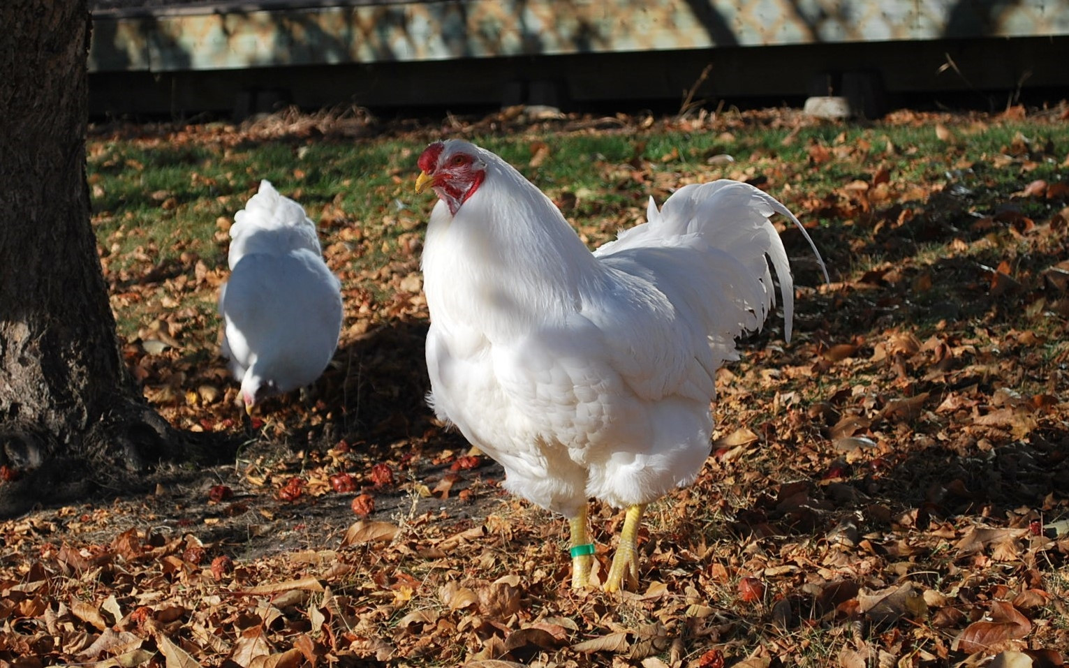 A white Chantecler chicken with a small comb standing in a snowy backyard, feathers clean and fluffed for warmth