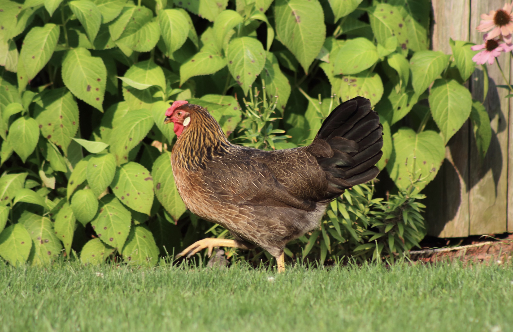 Best Heat-Tolerant Chicken Breeds for Hot Southern Climates