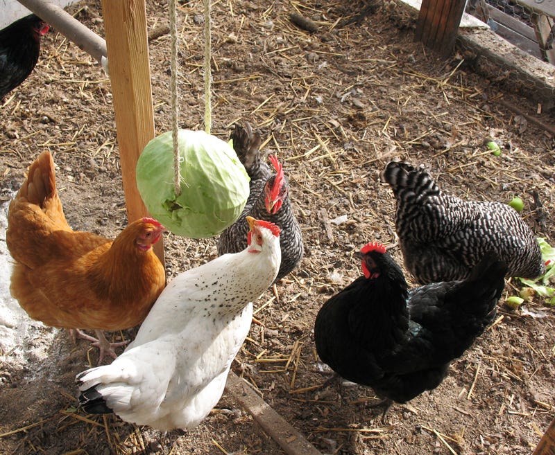 A whole cabbage hanging from a rope in a covered chicken run while hens peck at it, winter ground visible beneath