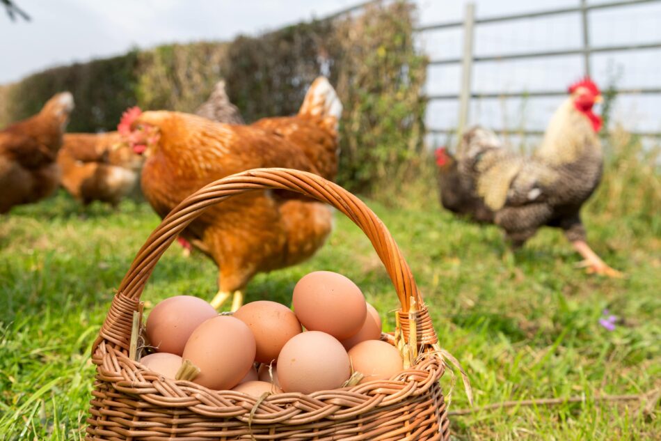 A wire basket filled with freshly collected brown and blue eggs resting on a backyard patio table near a chicken coop