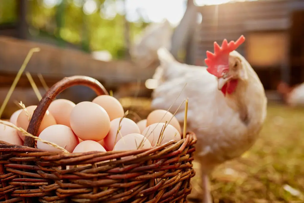 A wire basket holding brown and blue chicken eggs on a countertop.