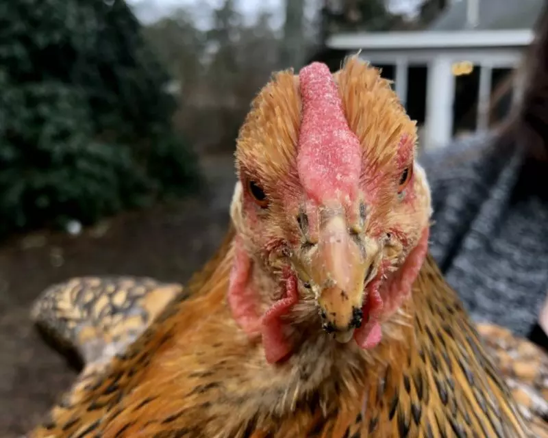 A young hen with a reddening comb and small wattles standing in a backyard run.