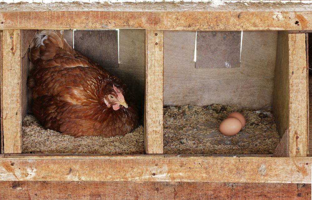 When Will My Chickens Start Laying? 5 Signs Your Pullets Are Ready