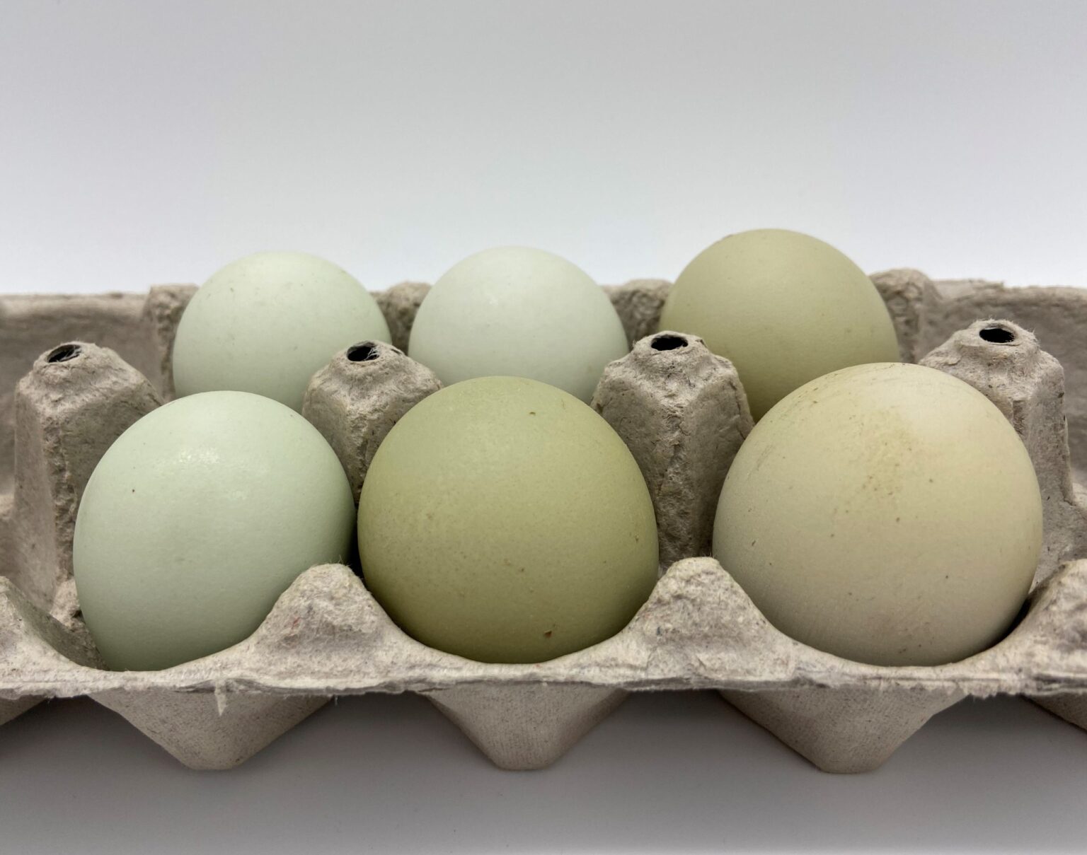 An Easter Egger hen with fluffy cheek feathers stepping out of a nest box as a green egg sits in clean straw