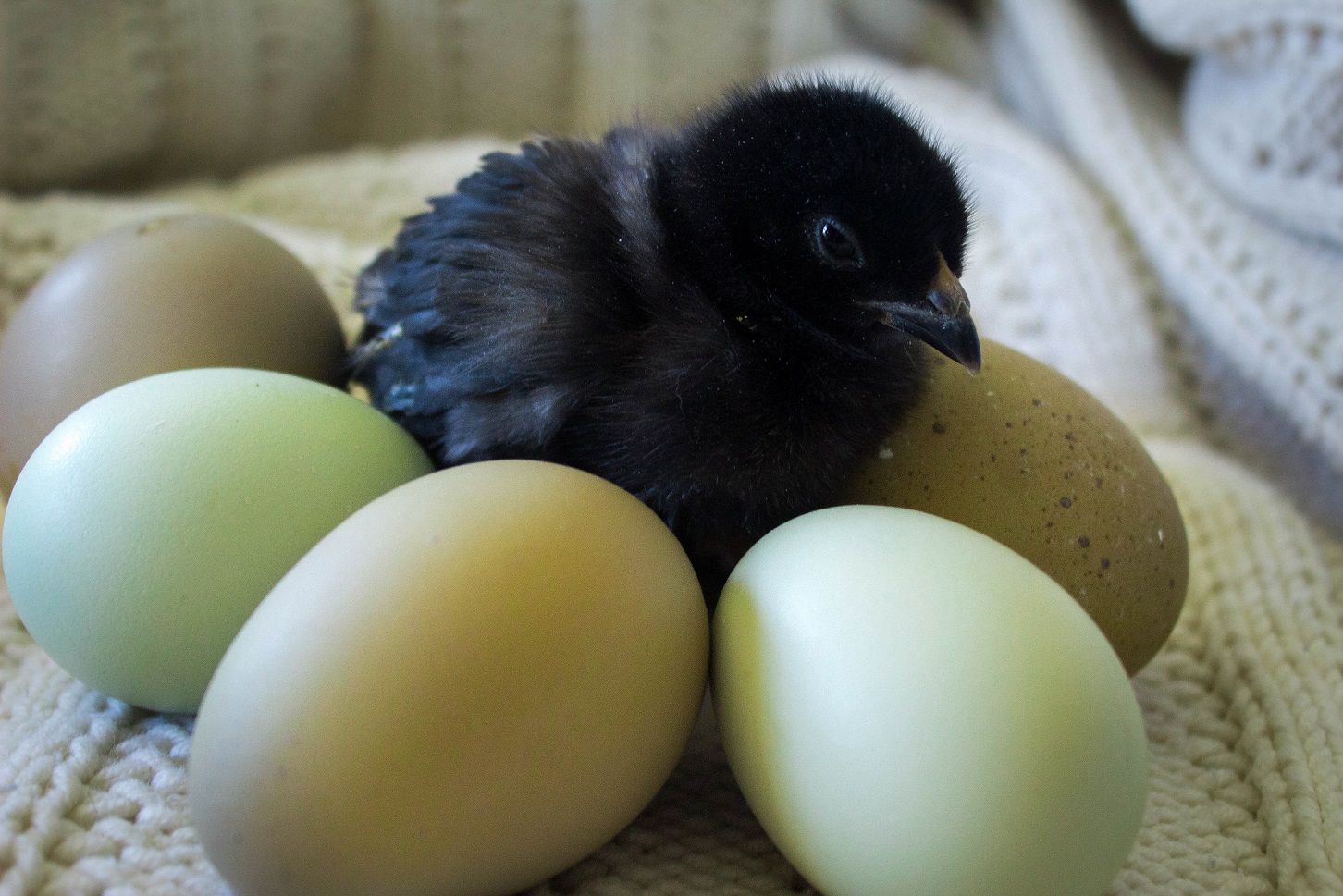 An Olive Egger hen standing in a run while a freshly laid olive green egg rests on wood shavings