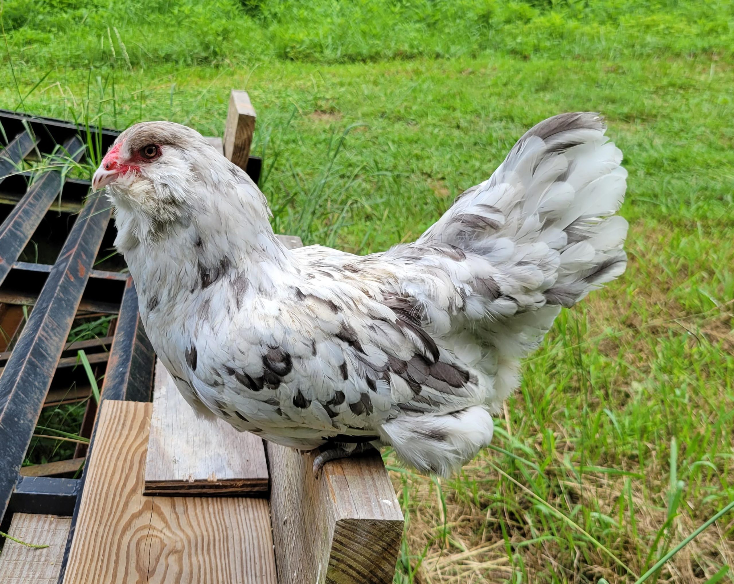 Predator-Savvy Chicken Breeds for Free-Ranging