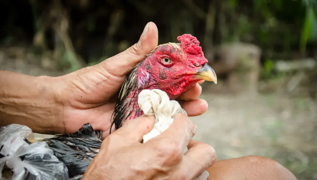 Hands gently cleaning a small wound on a chicken using gauze and saline outdoors near a coop