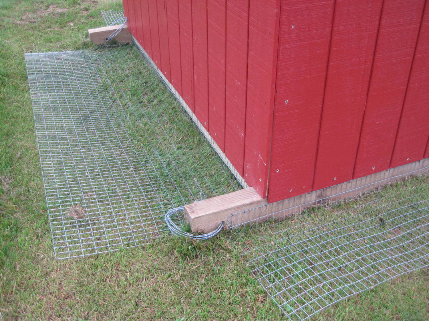 Hardware cloth laid flat around the base of a chicken run wall and pinned with metal landscape staples before being covered with soil