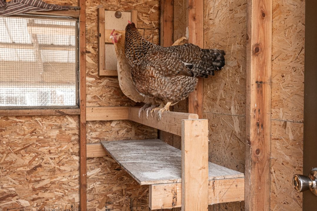 Inside a backyard chicken coop showing two levels of wooden roost bars with ample spacing and clean bedding on the floor