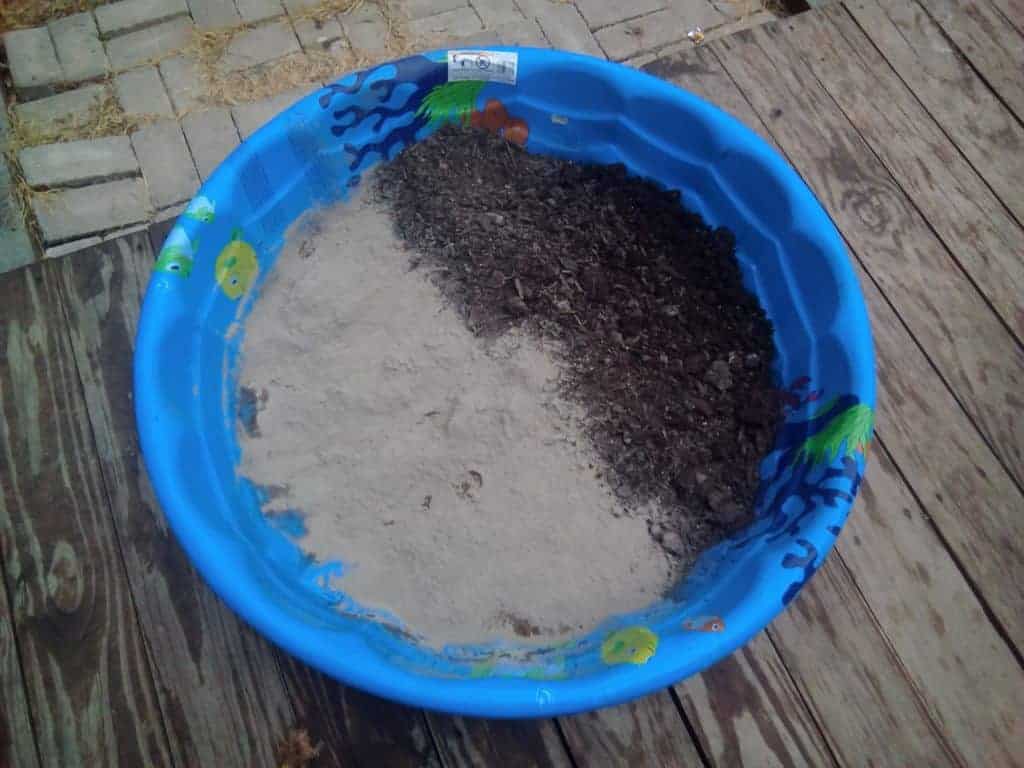 Several hens of different breeds dust bathing together in a large sandbox under a simple roof in a backyard run