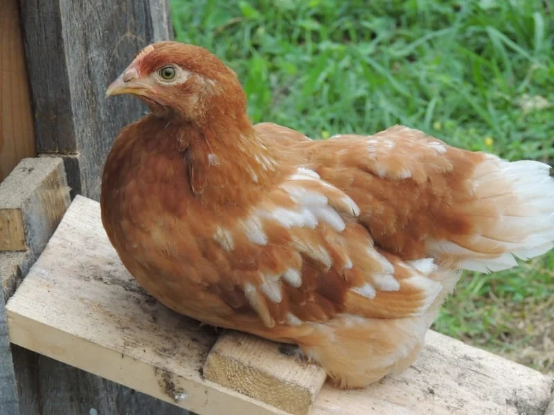 Two brown hybrid laying hens standing at the entrance of a backyard coop with clean straw visible inside