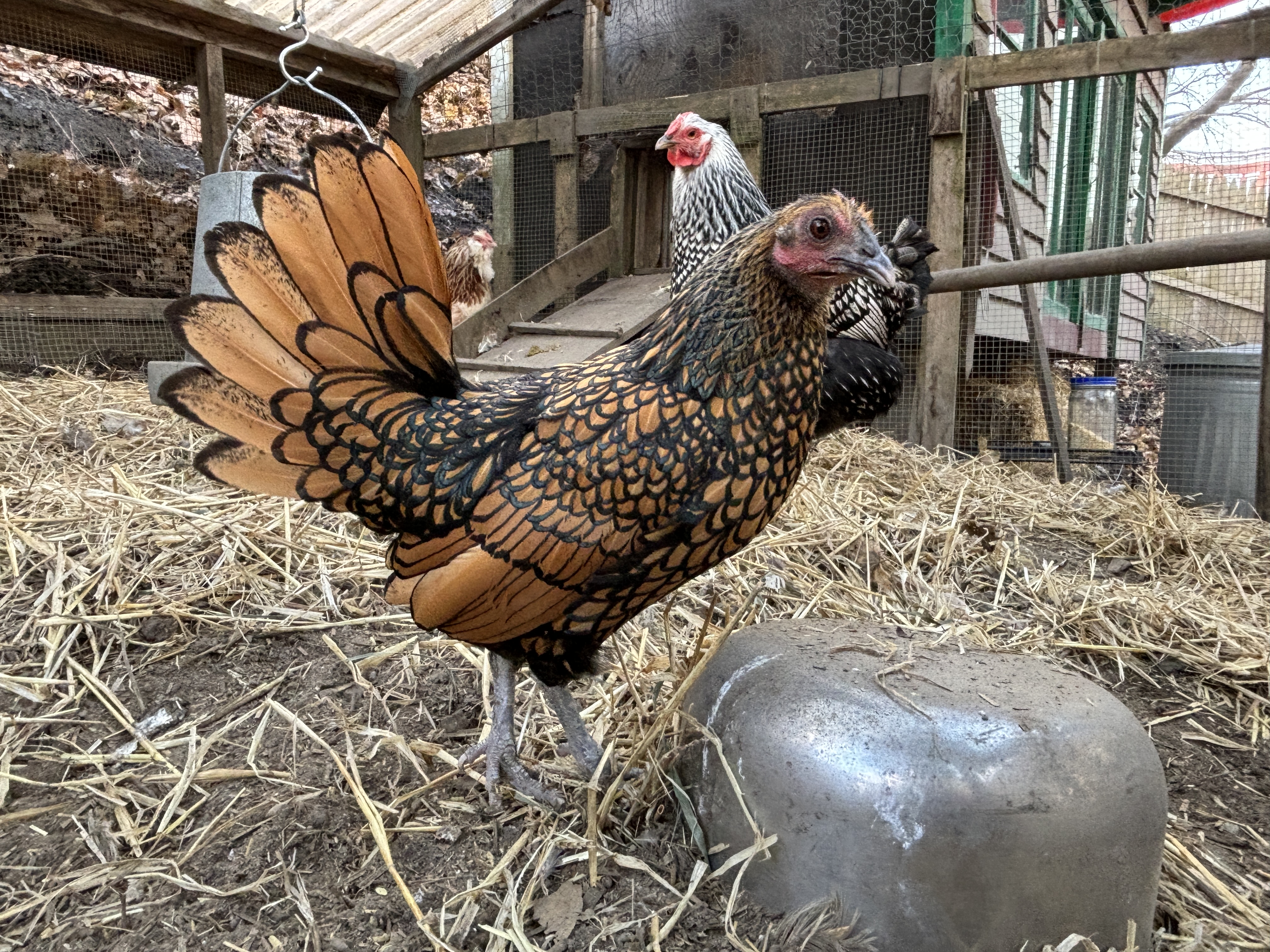 Two older backyard hens with slightly faded feathers standing on grass near a coop run on a sunny day